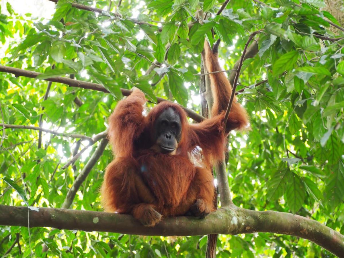 Lucky Bamboo'Bungalows-Resto And Orangutan Jungle Trekking Tours Bukit Lawang Exterior foto