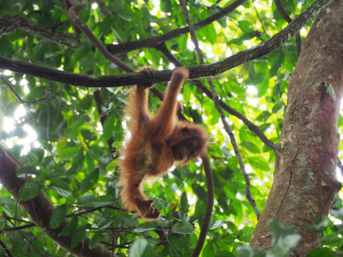 Lucky Bamboo'Bungalows-Resto And Orangutan Jungle Trekking Tours Bukit Lawang Exterior foto