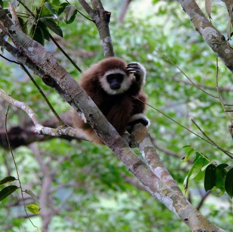 Lucky Bamboo'Bungalows-Resto And Orangutan Jungle Trekking Tours Bukit Lawang Exterior foto