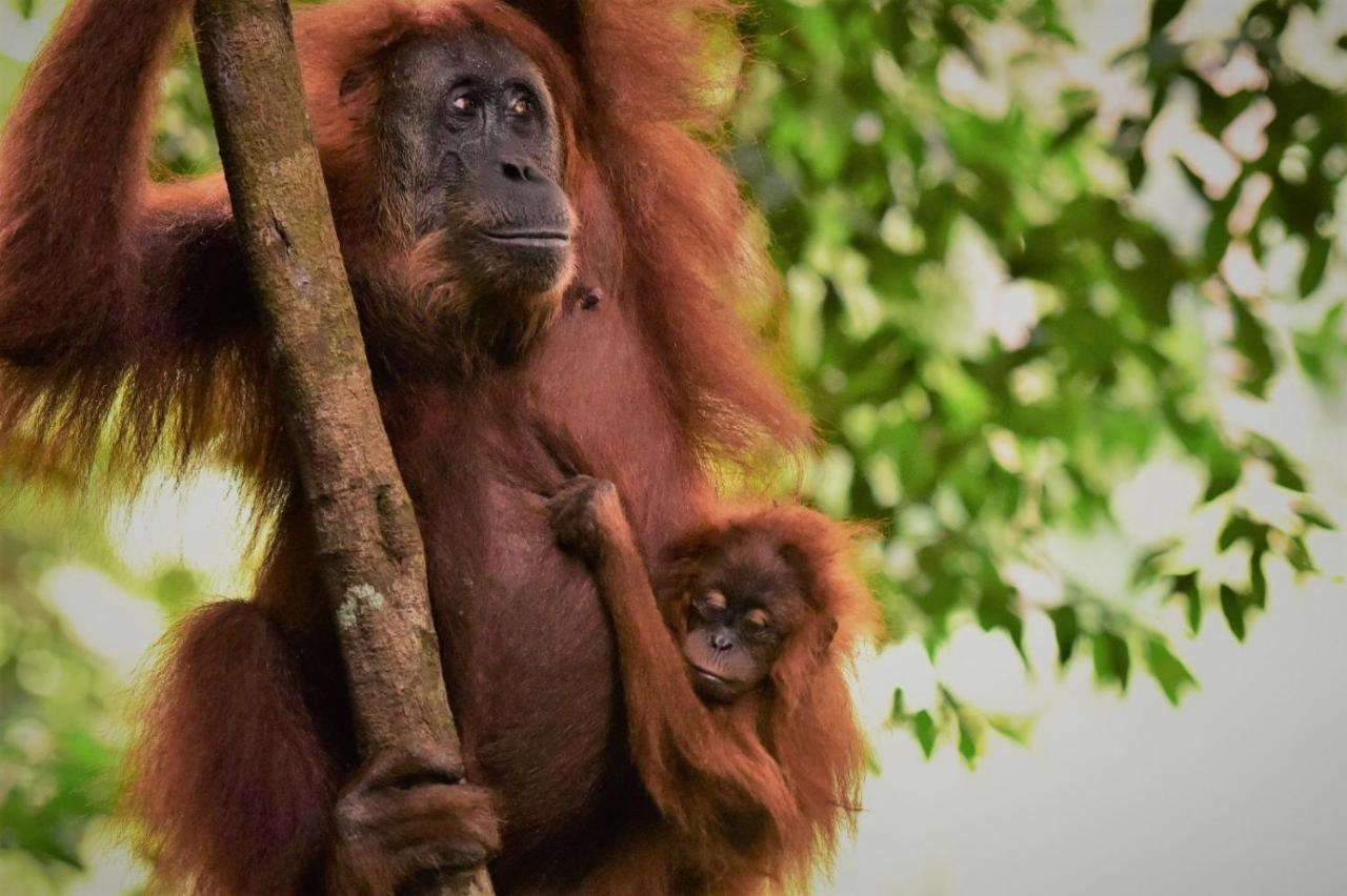 Lucky Bamboo'Bungalows-Resto And Orangutan Jungle Trekking Tours Bukit Lawang Exterior foto
