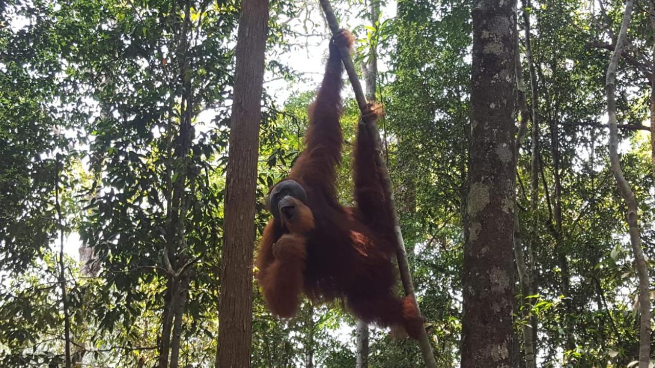 Lucky Bamboo'Bungalows-Resto And Orangutan Jungle Trekking Tours Bukit Lawang Exterior foto