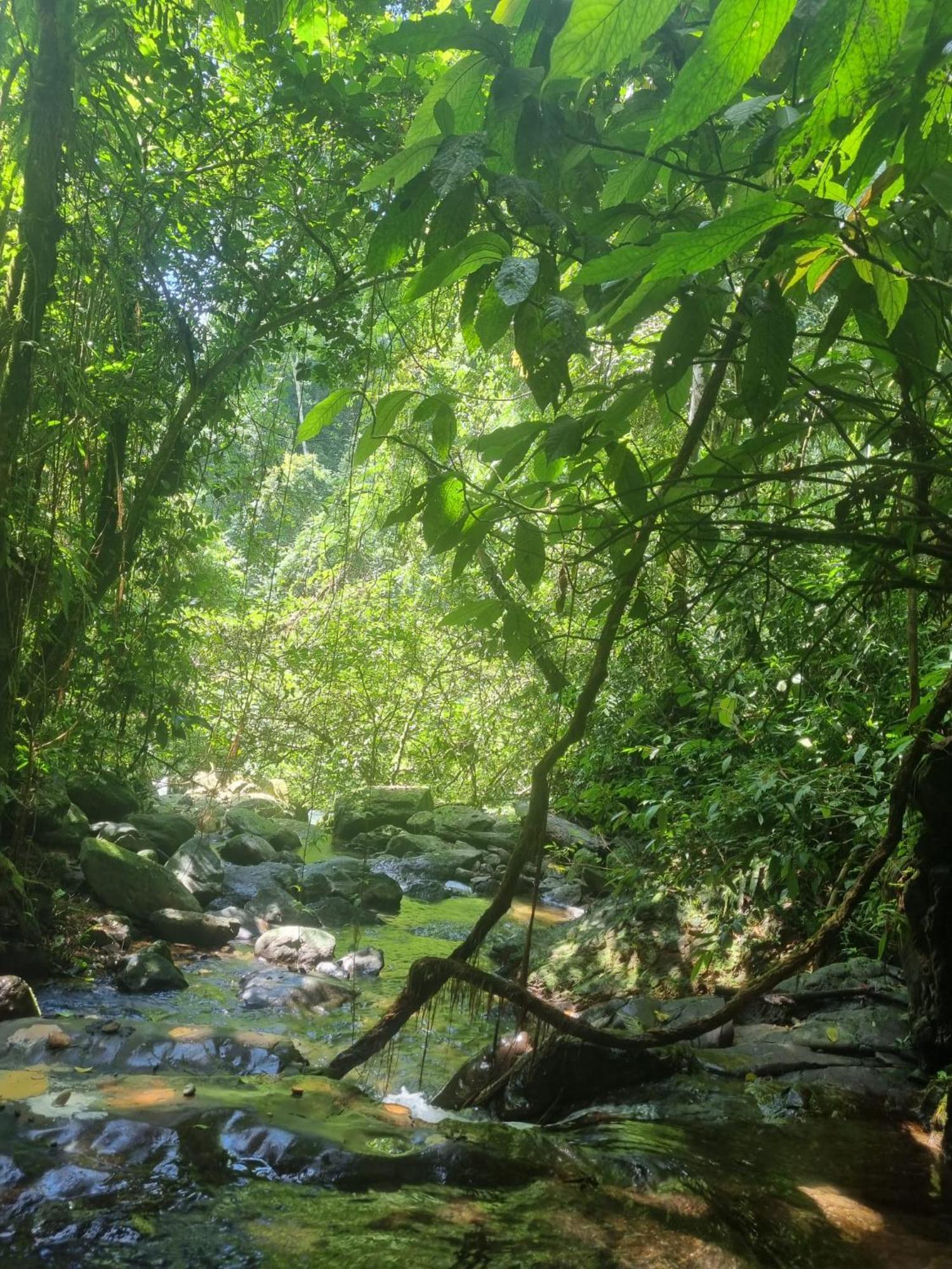 Lucky Bamboo'Bungalows-Resto And Orangutan Jungle Trekking Tours Bukit Lawang Exterior foto