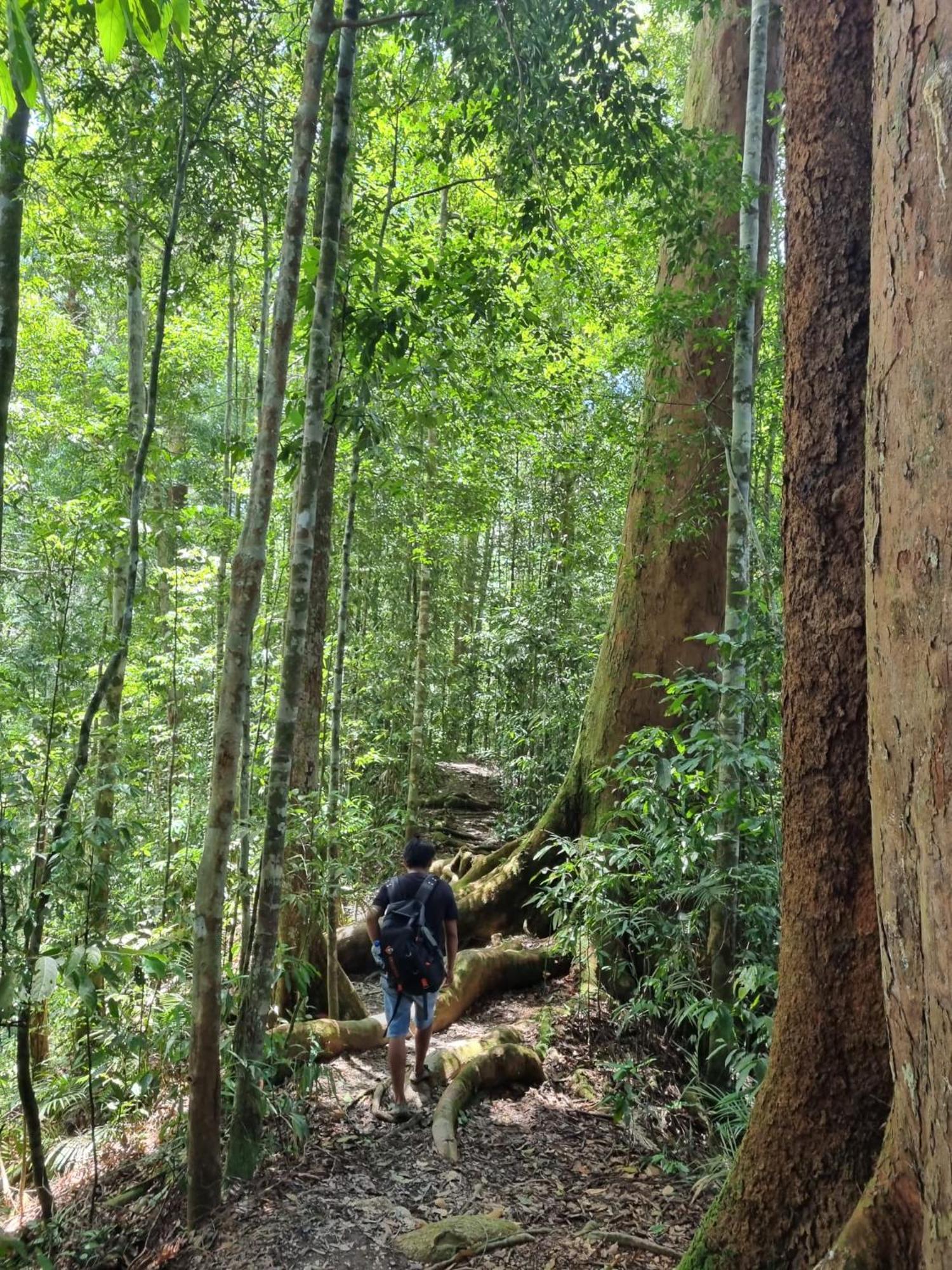 Lucky Bamboo'Bungalows-Resto And Orangutan Jungle Trekking Tours Bukit Lawang Exterior foto