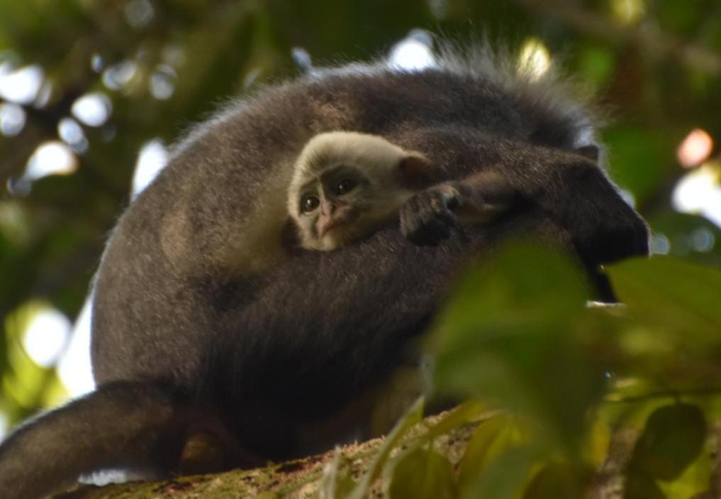 Lucky Bamboo'Bungalows-Resto And Orangutan Jungle Trekking Tours Bukit Lawang Exterior foto