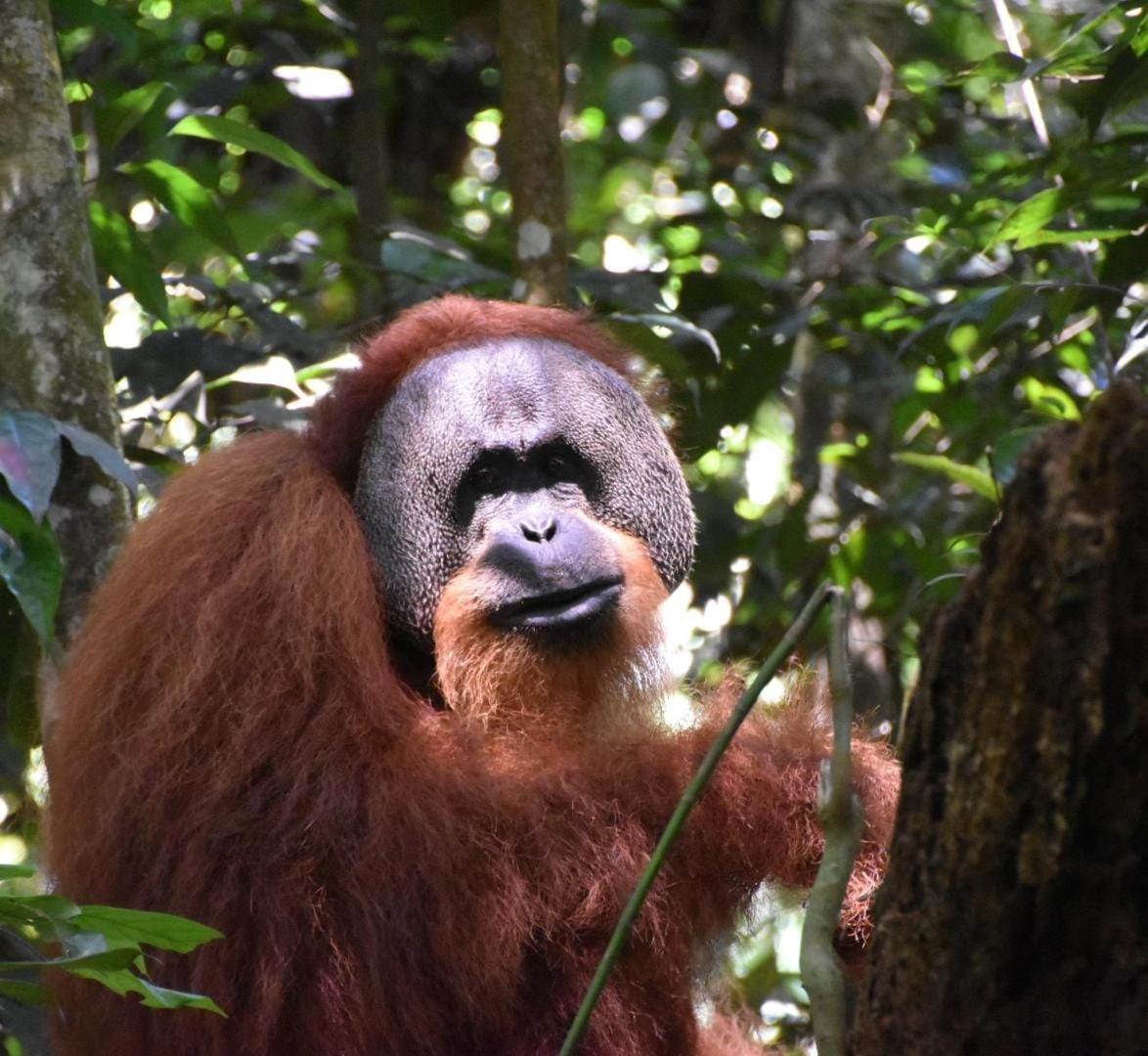 Lucky Bamboo'Bungalows-Resto And Orangutan Jungle Trekking Tours Bukit Lawang Exterior foto