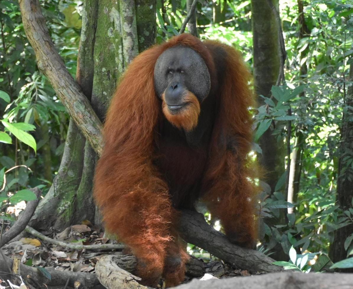 Lucky Bamboo'Bungalows-Resto And Orangutan Jungle Trekking Tours Bukit Lawang Exterior foto