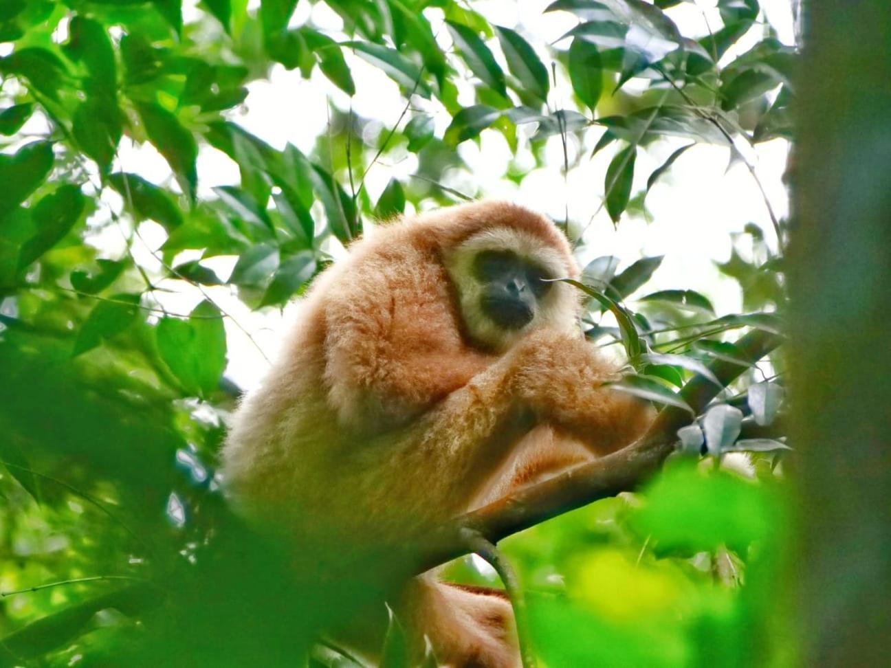 Lucky Bamboo'Bungalows-Resto And Orangutan Jungle Trekking Tours Bukit Lawang Exterior foto