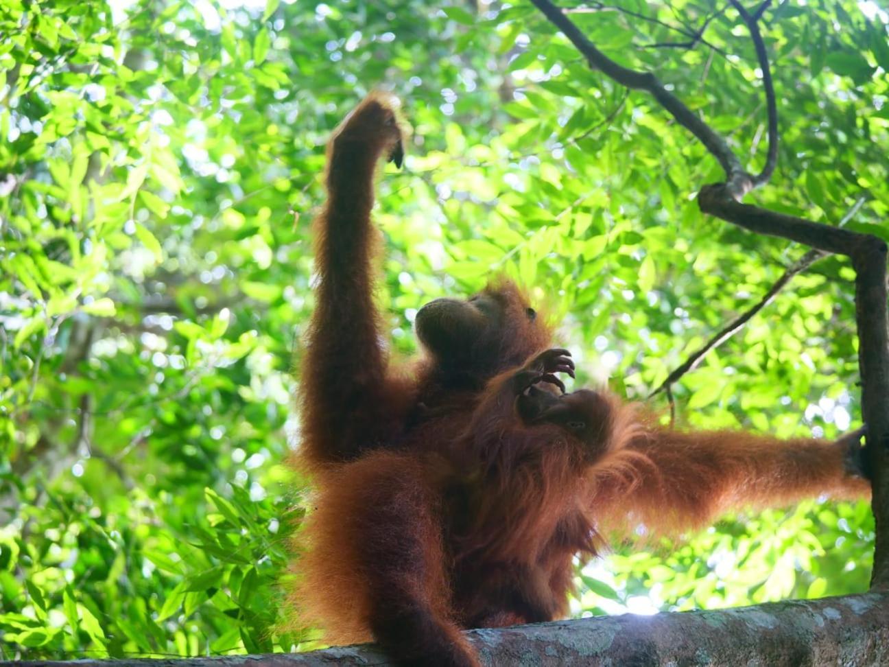 Lucky Bamboo'Bungalows-Resto And Orangutan Jungle Trekking Tours Bukit Lawang Exterior foto