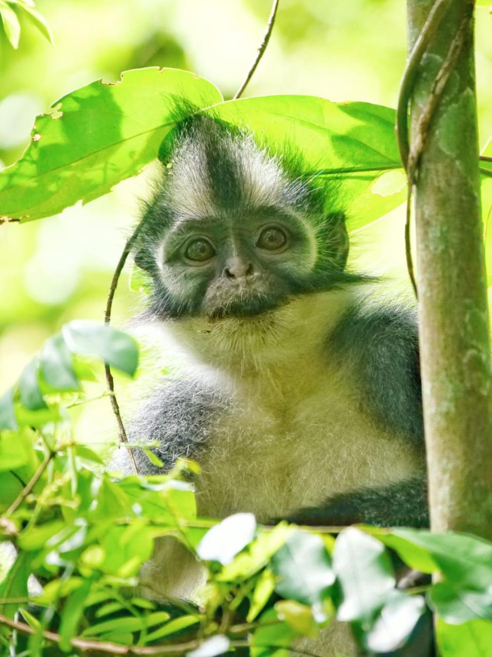 Lucky Bamboo'Bungalows-Resto And Orangutan Jungle Trekking Tours Bukit Lawang Exterior foto