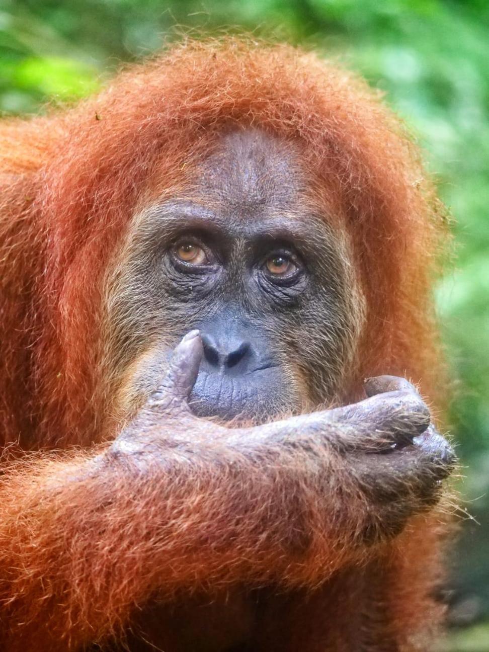 Lucky Bamboo'Bungalows-Resto And Orangutan Jungle Trekking Tours Bukit Lawang Exterior foto